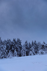 Skijump and pinetrees covered with heavy snow
