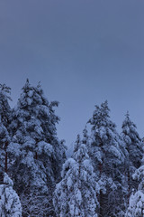 Skijump and pinetrees covered with heavy snow