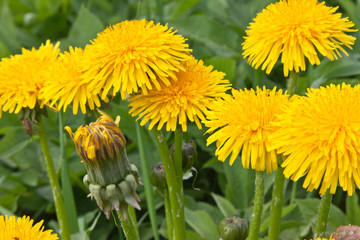 Yellow dandelion