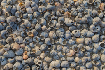Frozen Shells on the sandy riverside