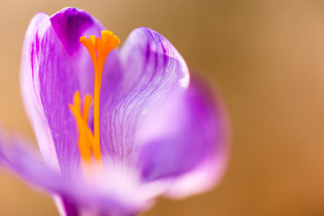Crocus