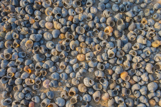 Frozen Shells on the sandy riverside