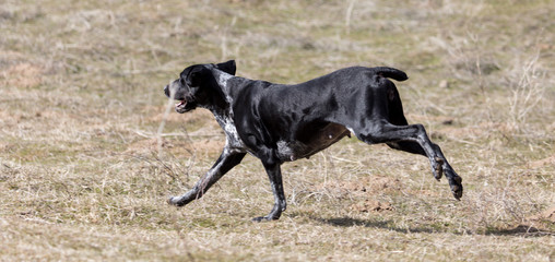 Black dog running on nature