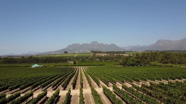 Aerial flying backwards over vineyard wine field where grapes are grown the plantation of grape-bearing vines grown mainly for winemaking but also raisins table grapes and non-alcoholic grape juice 4k