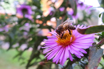 пчела на цветке
A bee on a flower