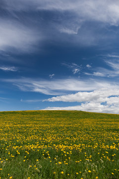 Dandelion fields © Kristian Tuhkanen