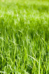 Fototapeta na wymiar Green grass fields