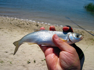 The fisherman holds a herring caught in his hand
