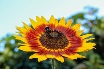 The bee is picking pollen from the sunflower.