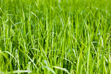 Green grass fields