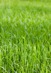 Green grass fields