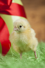 Baby chick on wooden background