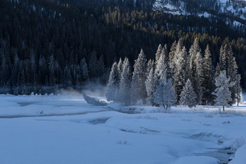 Hoarfrosted trees in Lamar valley, Yellowstone. 