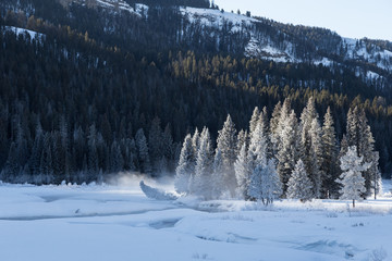 Hoarfrosted trees in Lamar valley, Yellowstone. 