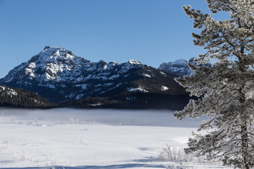 Hoarfrosted trees in Lamar valley, Yellowstone. 