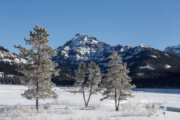 Hoarfrosted trees in Lamar valley, Yellowstone. 