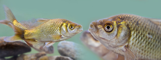 Silver crucian carp; Carassius auratus; crucian