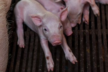 Piglet birth day after the mother pig feeding finished.