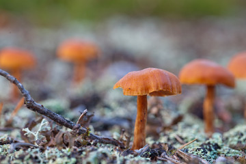 Bolete mushroom