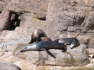 Fototapeta premium Lazy seals in California