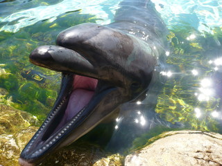 Dolphin close-up - 141152725