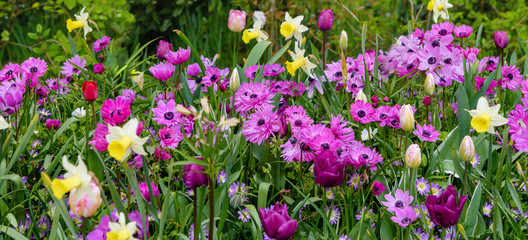 Flowers fields in bloom in dutch spring Keukenhof Gardens. Horizontal. Banner