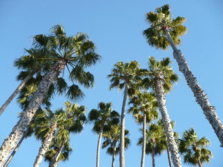 Fototapeta premium Summer day in California