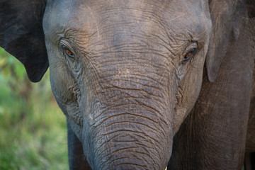 Fototapeta premium Closeup of an elephant head looking into the camera at sunset in Yala National Park