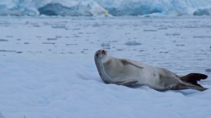 Obraz premium Crab-eating seal sunbathing on the iceberg in Antarctica