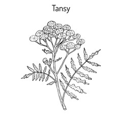 Tansy Tanacetum vulgare 