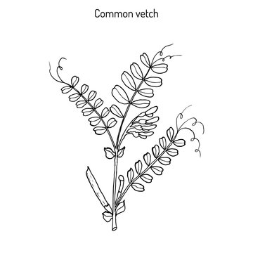 The vetch vicia sativa 