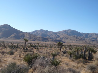 Naklejka premium Joshua Trees in the desert