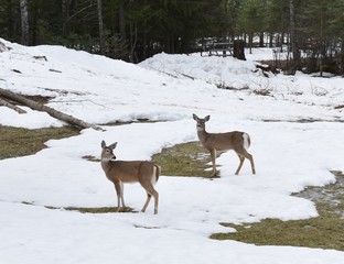 Two deer standing in snow.