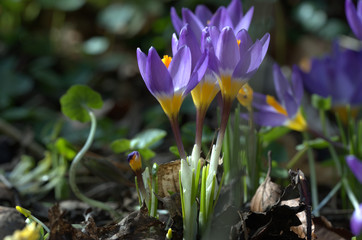 Krokus