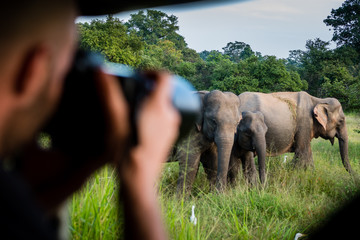 Taking pictures of a herd of elephants at a safari in Yala National Park, Sri Lanka - obrazy, fototapety, plakaty