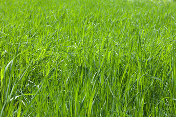 Green grass field
