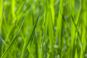 Green grass field
