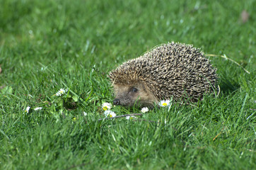 Igel im Gras