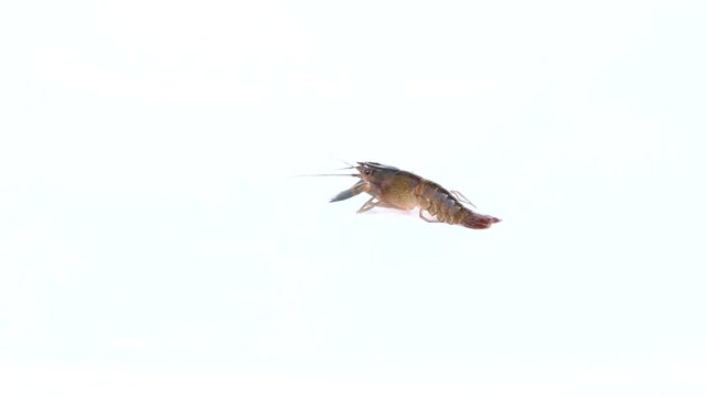 Red claw Crayfish on isolated