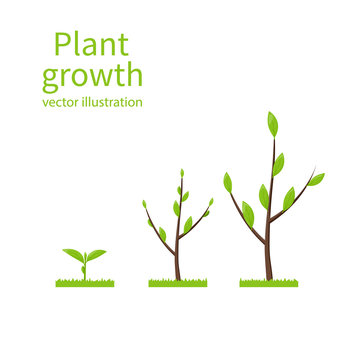 Steps growth tree. Template infographic. Process of growth of tree from planting to ripening. Time line horticulture. Vector illustration flat design. Isolated on white background.