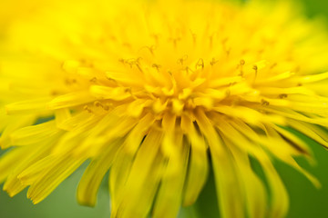 Dandelion on macro closeup