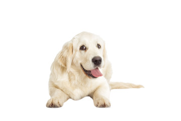 Golden retriever looking