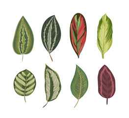 Fototapeta premium Exotic tropical leaves. Vintage botanical print.