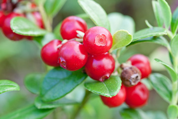 Forest cowberrys on a tuft