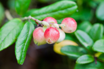 Forest cowberrys on a tuft