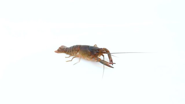 Red claw Crayfish on isolated