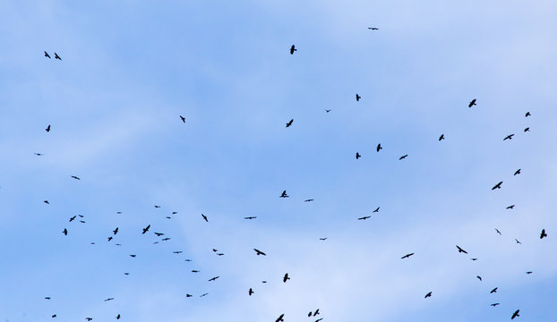 A flock of raven birds on a blue sky