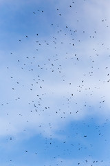 A flock of raven birds on a blue sky
