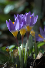 Fototapeta premium Krokus blüht