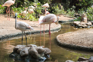 Flamingo bird animal on ground